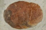 Fossil Leaf (Zizyphoides) - Montana #199572-1